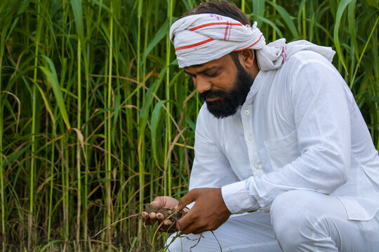 Farmer checking soil in fodder field