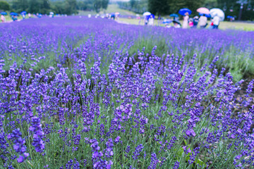 Lavender field in the summer