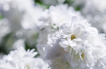 White terry jasmine flowers in the garden