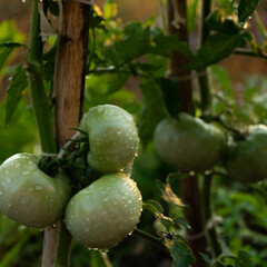 Raw green tomatoes. Healthy homegrown production