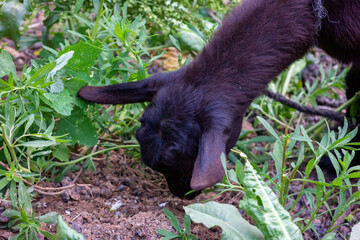 Chinese rural black goat close-up