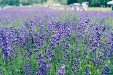 Fototapeta premium Lavender field in the summer