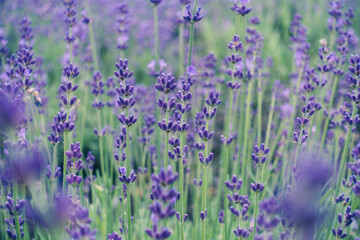 Lavender field in the summer