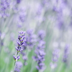 Soft focus on beautiful lavender flowers in summer garden