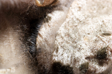 Moldy  hairy food