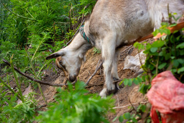 Obraz premium portrait of a goat