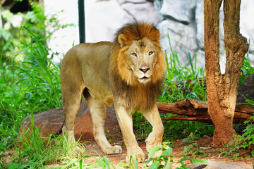 A male lion standing at the cameraใ