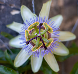 Beautiful Passion Flower (Passiflora caerulea)