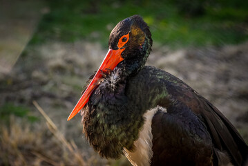 black stork ciconia