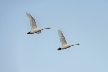 【白鳥】空を飛ぶハクチョウの群れ
