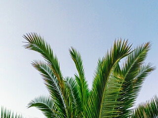 Tropical palm leaves on blue sky background. Concept summer, holidays, vacation, sea, beach, relaxation. Copy space