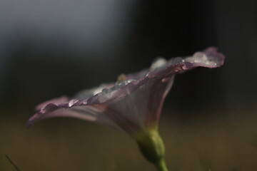 Fototapeta premium beach moonflower after the rain