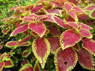 red and green leaves