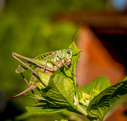 Grasshopper