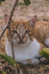 Orange cat lying in the grass in sunny Greece
