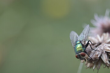 green fly on the flower