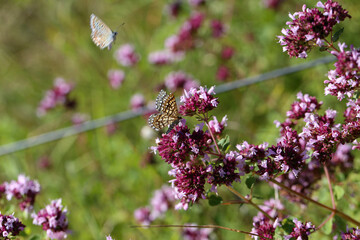 Beautiful butterflies sit on flowers and drink nectar