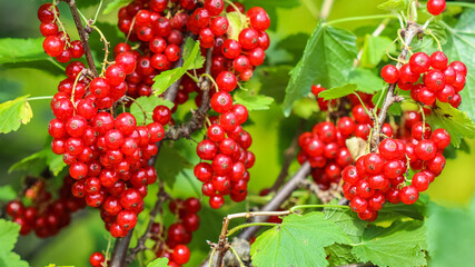 Bunches of red currants on the branches of a bush in the garden. Harvesting concept
