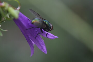 green fly on the flower
