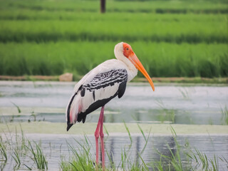 yellow billed stork © Vijay