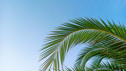 Fototapeta na wymiar Tropical palm leaves on blue sky background. Concept summer, holidays, vacation, sea, beach, relaxation. Copy space