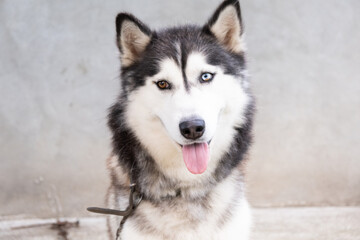 Very Beautifu Husky Siberian With one blue eye and one brown eye