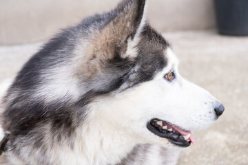 Very Beautifu Husky Siberian With one blue eye and one brown eye
