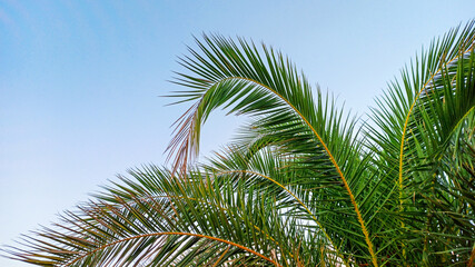 Fototapeta premium Palm on a blue sky background. Tropical palm leaves. Summer vacation concept