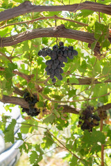 Grapes growing on a vine