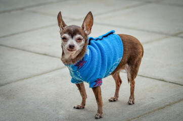 A Cute Chihuahua dog with blue jacket looking at the camera