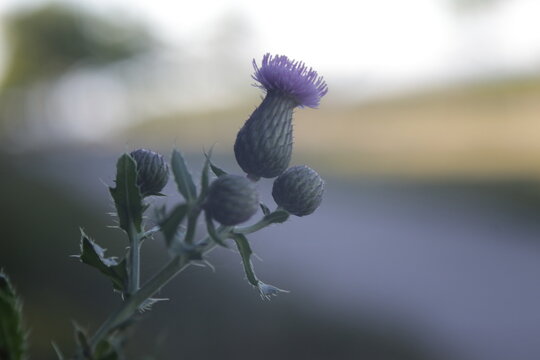 purple thisle flower and the sidewalk
