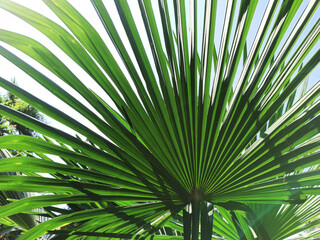 Fototapeta na wymiar Trachycarpus palm leaf background. Tropical palm leaves. Concept summer holidays, vacation and relaxation, sea and beach.