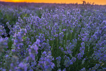 View of blooming blossoming beautiful landscape of violet purple lavender flowers on field with summer sunset and orange sky, Bulgaria. Close up. Essential oils production concept.