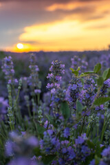 View of blooming blossoming beautiful landscape of violet purple lavender flowers on field with summer sunset and orange sky, Bulgaria. Close up. Essential oils production concept.