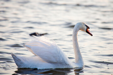 Fototapeta na wymiar White Swan bird swims on water
