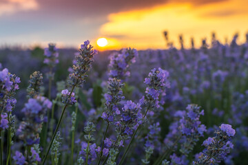 Purple lavender bushes in Bulgaria at sunset.