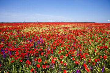 Red poppy field. Nature background