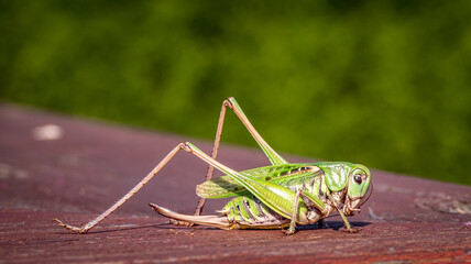 Grass hopper