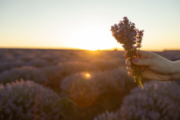 Lavender bouquet in girls`s hands on the background of blooming blossoming beautiful landscape of violet purple lavender field with summer sunset and orange sky, Selective focus. Beauty concept.