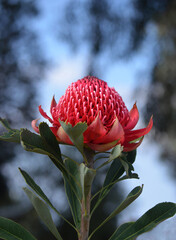 Red flower head of and native Australian Waratah, Telopea speciosissima, family Proteaceae. Floral emblem of the state of New South Wales, Australia.