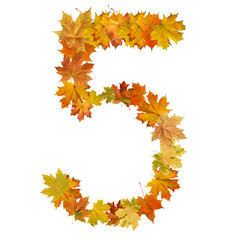 number of  autumn maple leaves