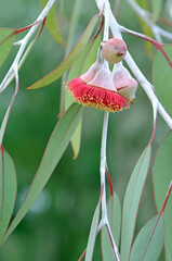 Red blossoms and grey green leaves of the Australian native mallee tree Eucalyptus caesia,  family Myrtaceae. Common name is Silver Princess. Endemic to south west Western Australia.