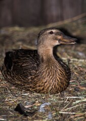 Gray duck close up. Photos of animals.