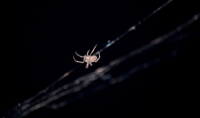 Spider on a black background.