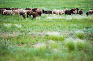 Flock of sheep on the meadow