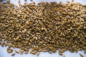 Barley grain malt is an ingredient in the production of beer.