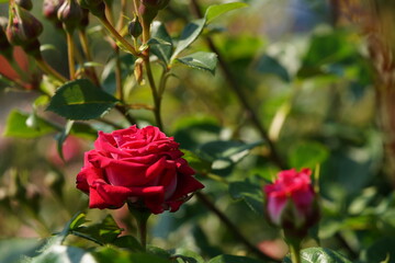 Red Flower of Rose 'Candy Red' in Full Bloom
