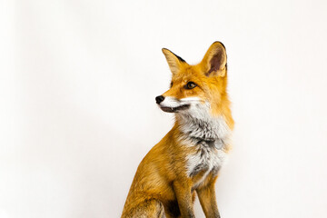 Red ginger fox sits on a white background
