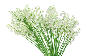 Lilly of the valley flowers isolated on white background with clipping path and full depth of field
