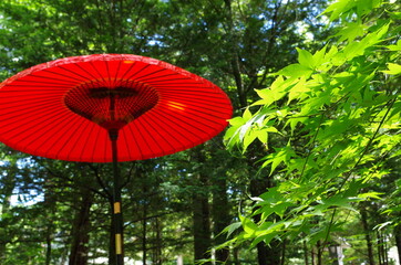 野点傘と青紅葉